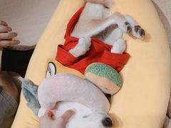 -逗柴咖啡屋·狗咖猫咖宠物桌游