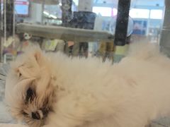 -翊宠yipet猫狗购宠庄园犬舍•猫舍