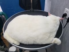 -四月宠物医院·猫专科·心脏专科·内科(转塘店)