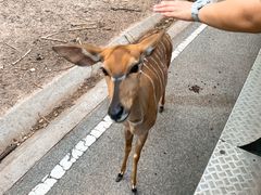 -清迈夜间动物园