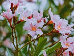 -香蜜公园