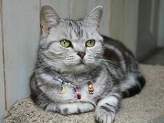 -海边的猫和咖啡馆