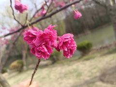 -顾村公园