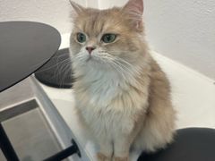 -琪喵猫屋·撸猫猫咖·猫舍
