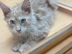 -帕帕拉兹宠物(亚洲旗舰店)