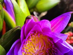 -循礼门鲜花花市(武汉循礼门店)