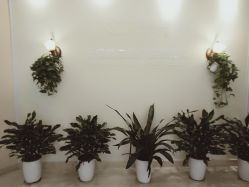 -碧莲盛·不剃发植发