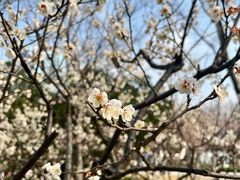 -新虹桥中心花园