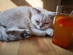 -猫腻·猫咖·撸猫馆(星光大道店)