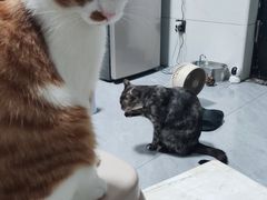 -御宝贝·A梦猫科宠物医院(国际猫友好医院)