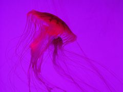 -沈阳海洋探索中心