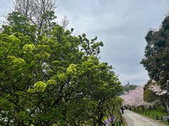 -苏州上方山国家森林公园