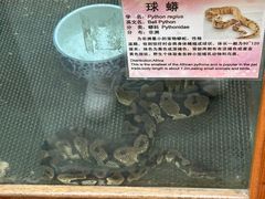 -上海大自然野生昆虫馆(东方明珠·爬宠昆虫探索中心)