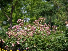 -上海辰山植物园