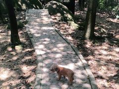 -火炉山森林公园