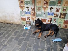 -喵屿·大理花园猫咖