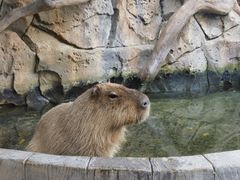 -海合安成都极地海洋公园