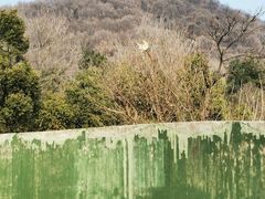 -合肥野生动物园
