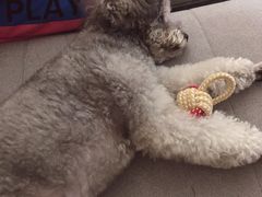 -Goku PET SHOP宠物视觉生活馆(双井店)