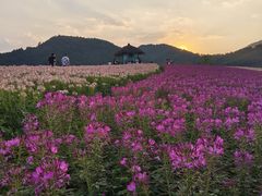 -径山花海