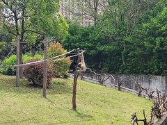 -上海野生动物园