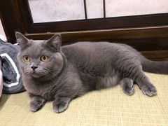-逗柴咖啡屋·狗咖猫咖宠物桌游