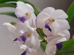 -北京植物园-展览温室