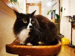 -有猫主题·治愈系猫咖(曾厝垵店)