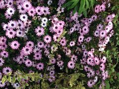 iphone_upload_pic-上海鲜花港