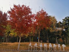 -北京西山国家森林公园