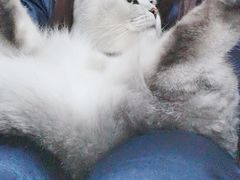 -北京恒爱动物医院(清景园分院)