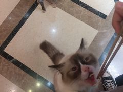 -猫色咖啡·猫咖