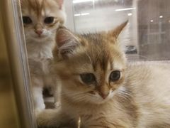 -飞行喵MR PILOT|猫舍·猫咖(静安大融城店)