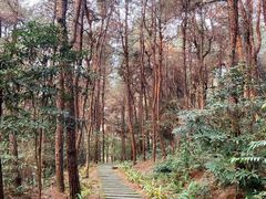 -铁山坪森林公园