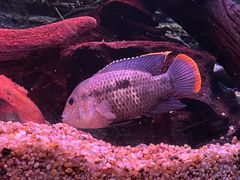 -上海海洋水族馆