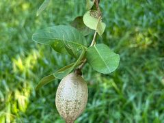 -广州神农草堂中医药博物馆