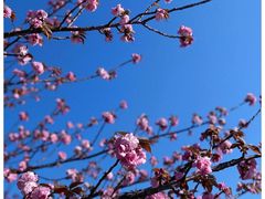 -高东镇樱花园