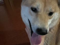 -美联众合动物医院·24h京西诊疗中心