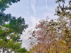 -野狸岛