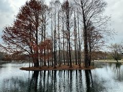 -上海共青森林公园