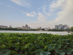 -莲花池公园