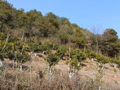 -青龙山国家森林公园