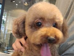 -PETKIT 小佩宠物·低压洗护·美容·寄养(安远店)