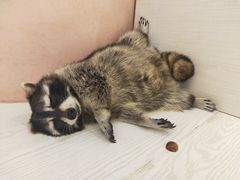 -浣熊柯尔鸭土拨鼠·电玩咖