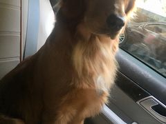 -派多格宠物·购宠(靛厂路店)