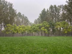 -塘沽森林公园