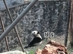 -都江堰中华大熊猫苑