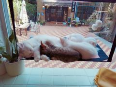 大堂-有猫主题·治愈系猫咖(曾厝垵店)