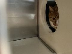 -御宝贝·A梦猫科宠物医院(国际猫友好医院)