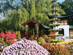 -上海共青森林公园